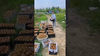 Fresh,and juicy fruits#shorts#fruit#ep396