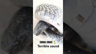#rakhopu_foundation #wildlife #snake_friend_rk #cobra #Vanamous #rescue #rescuer #tranding #viral