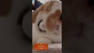 #cute #cutebaby #awwcute #comedy #cat