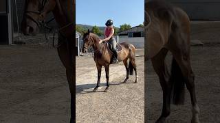 5-year-old Piet Z has got (nearly) my whole heart! Such a handsomenoy! 💖 #horse #shorts #viralshort