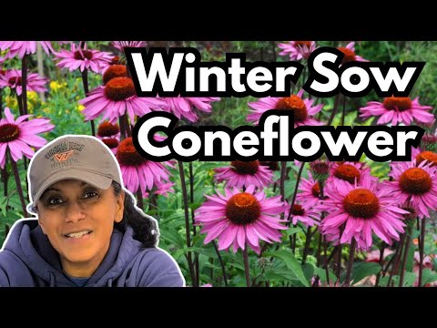 Winter Sow Coneflower | Echinacea Plant Profile & Grow From Seed || Budget Gardening