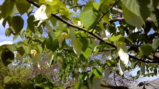 Dove Tree in Mount Lookout, Ohio