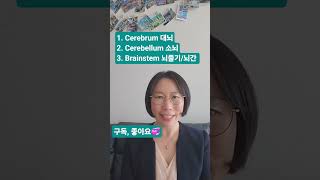 161. Brain 🧠 주요구조  #anatomy #nursingenglish #medicalterminology #해부학 #간호영어 #의학용어 #동신대학교