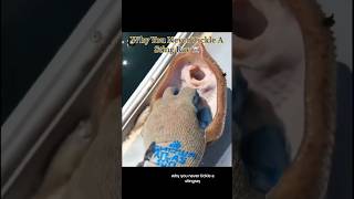 Why You Never “Tickle” A Sting Ray 💀 #disturbing