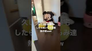 #アウトドアファミリー #愛犬チワワ #愛犬 #ハイエースワゴン #仲良し家族 #チワワ大好き ＃爆笑