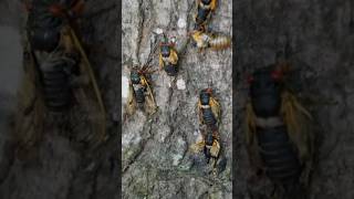 Singing cicadas return to Arkansas