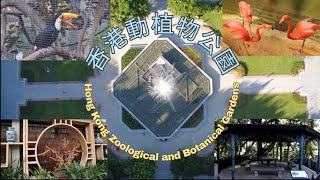 [戶外好去處]香港動植物公園 Hong Kong Zoological and Botanical Gardens 兵頭花園 Bing Tau Fa Yuen 動物植物歷史之旅 #4K #dji