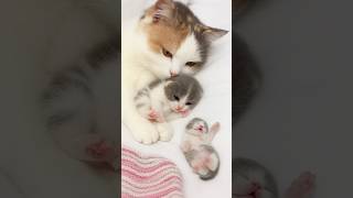 Big Brother Kitten Comforts His Crying Little Sibling… Too Precious to Miss