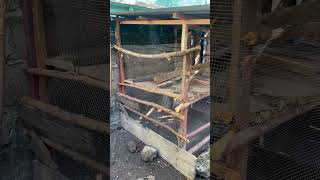 Roofing My Hen Coop with Zero Budget Tricks! 🐓🔥 #DIYGhana