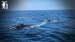 Watch: Dramatic whale rescue in Tonga caught on camera | Herald NOW
