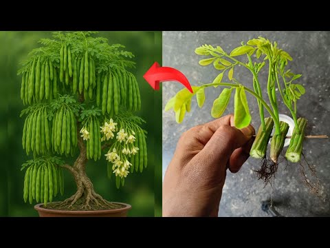 সজিনা গাছ তৈরি করার সহজ উপায় | Sojina Gach Toiri Bangla Tutorial | Organic Farming Tips
