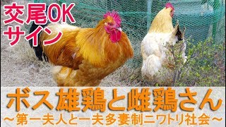 ボス雄鶏と雌鶏さん～特に仲が良い第一夫人がいる一夫多妻制ニワトリ社会～