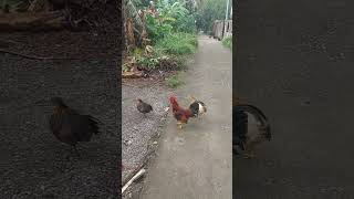Bantam Chickens