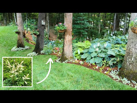 Planting Dwarf Goat's Beard In Shade Garden