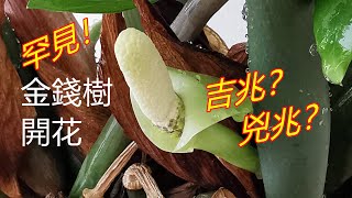 The flowering of Money Plant at home is a good omen or a bad omen?金钱树开花你见过吗？金钱树能开花吗？家中金钱树开花，是吉兆还是凶兆？