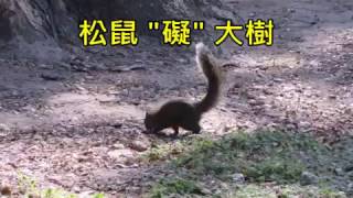 松鼠 " 礙 "  大樹