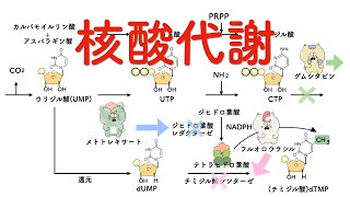 核酸代謝