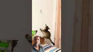 #kitten funny videos 🤣📷 #cat #reaction #fun #animals #shaababies #pets #catvideos #catcomedy