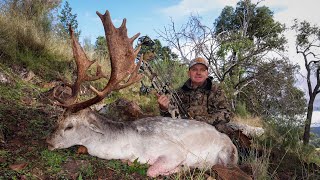 2 big bucks down 1 hunt… (Hoyt rx9)
