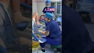 人工授精 阴道检查 生殖手术 妇科检查 妇产科护理类教学资源 中国大陆 内部绝版 预览片段 完整版超20分钟，Chinese Obstetrics and Gynecology course