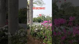 鳳姐！生活記-社頭杜鵑花大道20250402