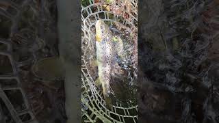 #nicolajasworld #troutfishing ##nokill ##catchandrelease #Torrentrekking selvaggio