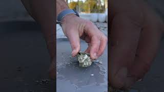 Part 3: Oyster Unboxing - Kumamoto Oysters #oystertastetest #oysters #westcoast