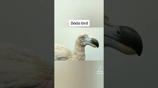 Dodo bird caught on camera #extinct # viral#short