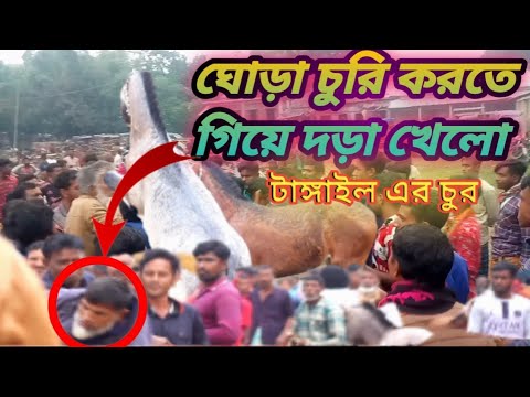 বাংলাদেশের ১নাম্বার ঘোড়ার হাটে চুরি করতে গিয়ে দরা খেলো টাঙ্গাইলের চুর.??#ঘোড়া
