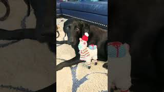 I’m so confuse #comedy #dog #blacklab ￼