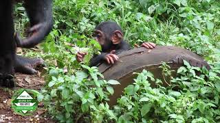 Climbing Lesson for Milo and Midas at Tacugama Chimpanzee Sanctuary