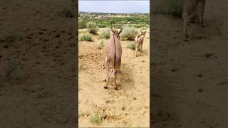 Don't miss the last scene #viralvideo #animals #success #foryou