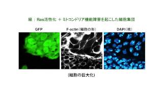 老化した細胞ががん化を促進する仕組みをハエで解明（システム機能学 井垣教授） 研究成果紹介動画