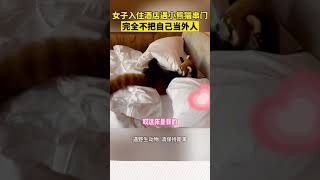 可愛！小熊貓跑進酒店房間，霸佔遊客床鋪不走😊😊#shorts #動物 #panda