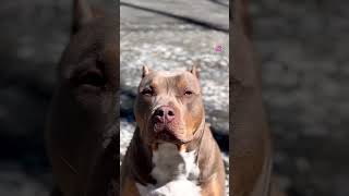 #americanbully #bullybreed #dog #love #pets #viralvideo #ai