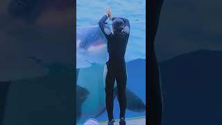 #song #funny #dolphindance #dolphincommunication #dolphin #dolphinlove #dolphinsong