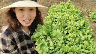 大叶茼蒿种一次能采收好几茬，种一些可真值