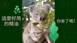 呼吸道的清道夫-尤加利精油