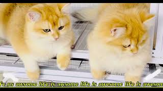 cat playing video 2024#cats #ytshorts #ytstudio
