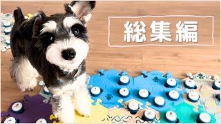 A dog that talks to people using buttons 🐼 [Talking Dog/Compilation] AIC