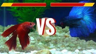 Delta tail Male & Crowntail Female Betta Fish - 1st Breeding Attempt
