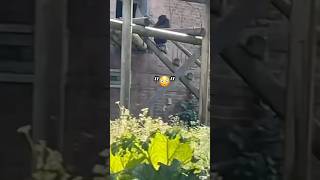 GORILLAS LEFT IN AN ABANDONED ZOO??!! #adventure #urbanexploration #urbex #abandoned