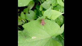 Squash Bug