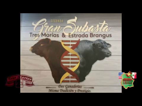 Segunda Gran Subasta Rancho Tres Marias y Estrada Brangus