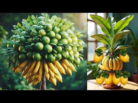 🌿I Used BANANA Power to Grow a Lemon Tree in 1 Month🍌