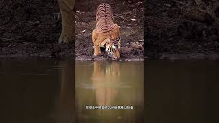 老虎和鳄鱼博弈的精彩画面#野生动物#老虎