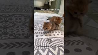 Imported Munchkin Kittens For Sale in India #munchkin #bangalore #mumbai #kolkata #scottishfold #goa