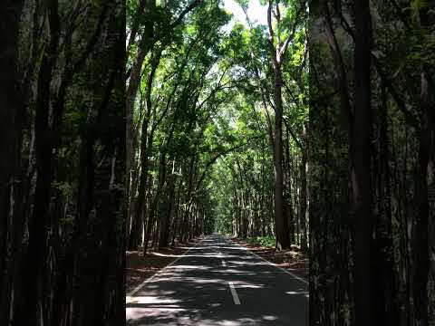 Advanture Banyuwangi #viral #banyuwangihitz #banyuwangi #banyuwangitrip #alaspurwobanyuwangi