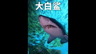 大白鯊和虎鯨到底几几開呢？ #海洋生物 #虎鯨 #大白鯊 #動物解說