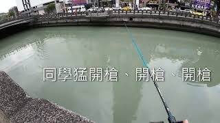 基隆田寮河中魚猛開槍